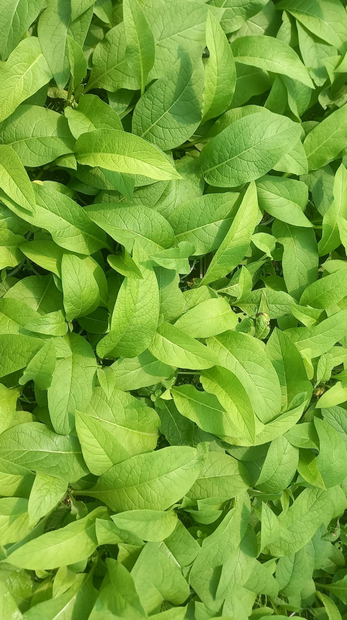 KARAKAFES OTU FİDESİ - Symphytum Officinale KARAKAFES OTU FİDESİ - Symphytum Officinale