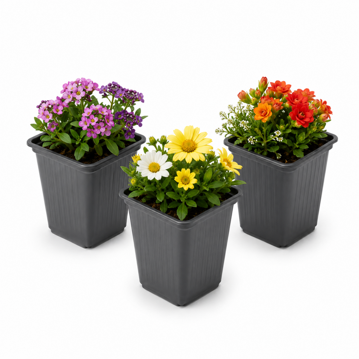 KARE ÜRETİM SAKSISI 500 ADET - VAKUM SAKSI 7X7 CM KARE ÜRETİM SAKSISI 500 ADET - VAKUM SAKSI 7X7 CM