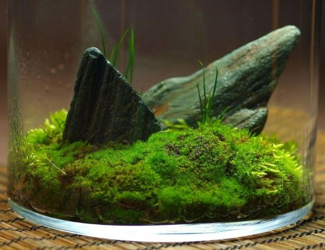 KAYA YOSUNU MOSS 2000 cm² - TERARYUM ZEMİNİ CANLI YOSUN KAYA YOSUNU MOSS 2000 cm² - TERARYUM ZEMİNİ CANLI YOSUN