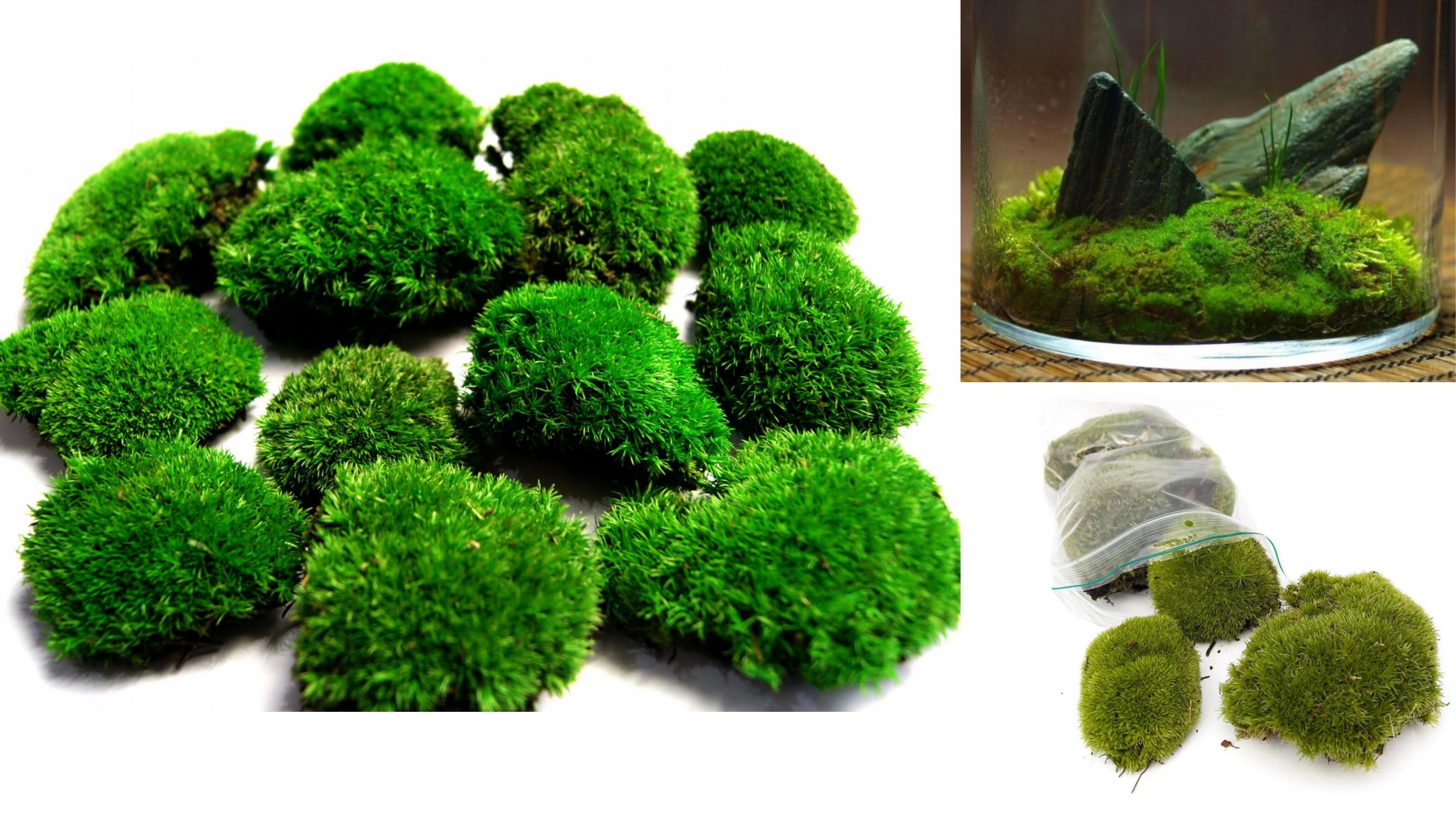 KAYA YOSUNU MOSS 500 cm² - TERARYUM ZEMİNİ CANLI YOSUN KAYA YOSUNU MOSS 500 cm² - TERARYUM ZEMİNİ CANLI YOSUN