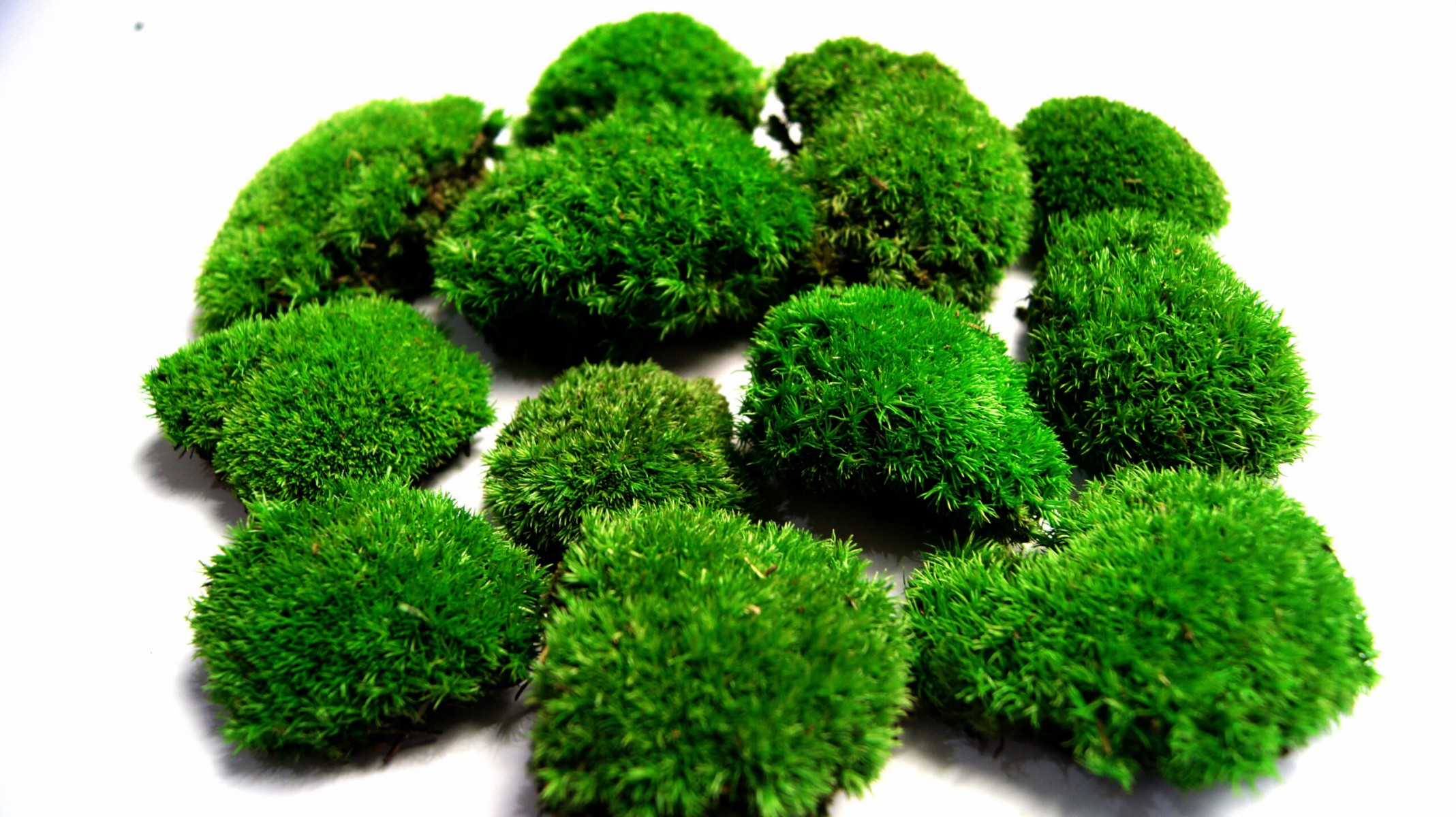 KAYA YOSUNU MOSS 500 cm² - TERARYUM ZEMİNİ CANLI YOSUN KAYA YOSUNU MOSS 500 cm² - TERARYUM ZEMİNİ CANLI YOSUN