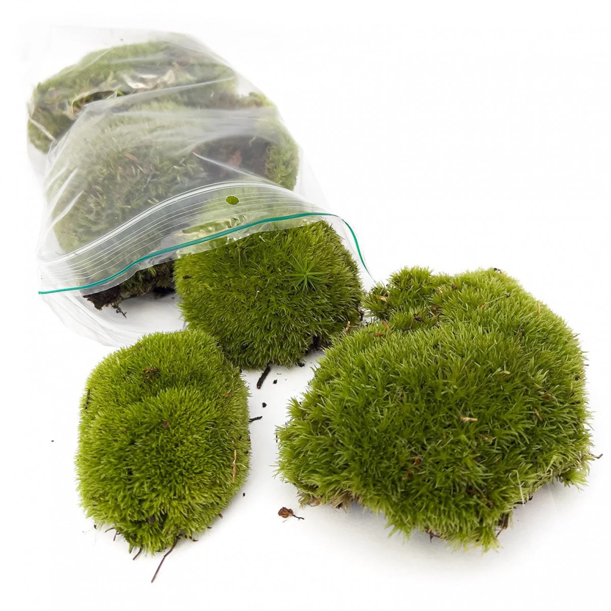 KAYA YOSUNU MOSS 500 cm² - TERARYUM ZEMİNİ CANLI YOSUN KAYA YOSUNU MOSS 500 cm² - TERARYUM ZEMİNİ CANLI YOSUN