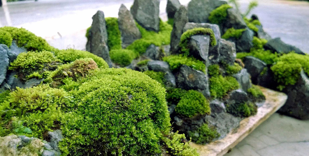 KAYA YOSUNU MOSS 500 cm² - TERARYUM ZEMİNİ CANLI YOSUN KAYA YOSUNU MOSS 500 cm² - TERARYUM ZEMİNİ CANLI YOSUN