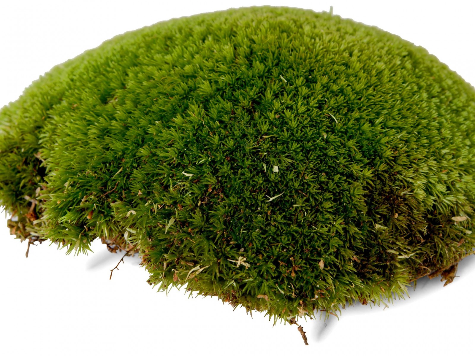 KAYA YOSUNU MOSS 500 cm² - TERARYUM ZEMİNİ CANLI YOSUN KAYA YOSUNU MOSS 500 cm² - TERARYUM ZEMİNİ CANLI YOSUN