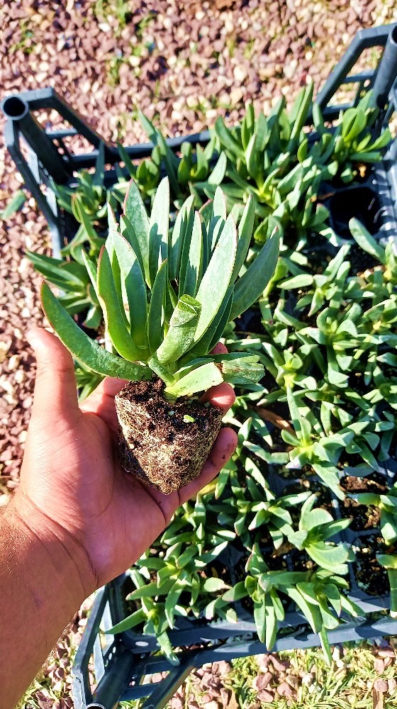 KAZ AYAĞI 10 ADET - YER ÖRTÜCÜ ve YAYILICI BİTKİ