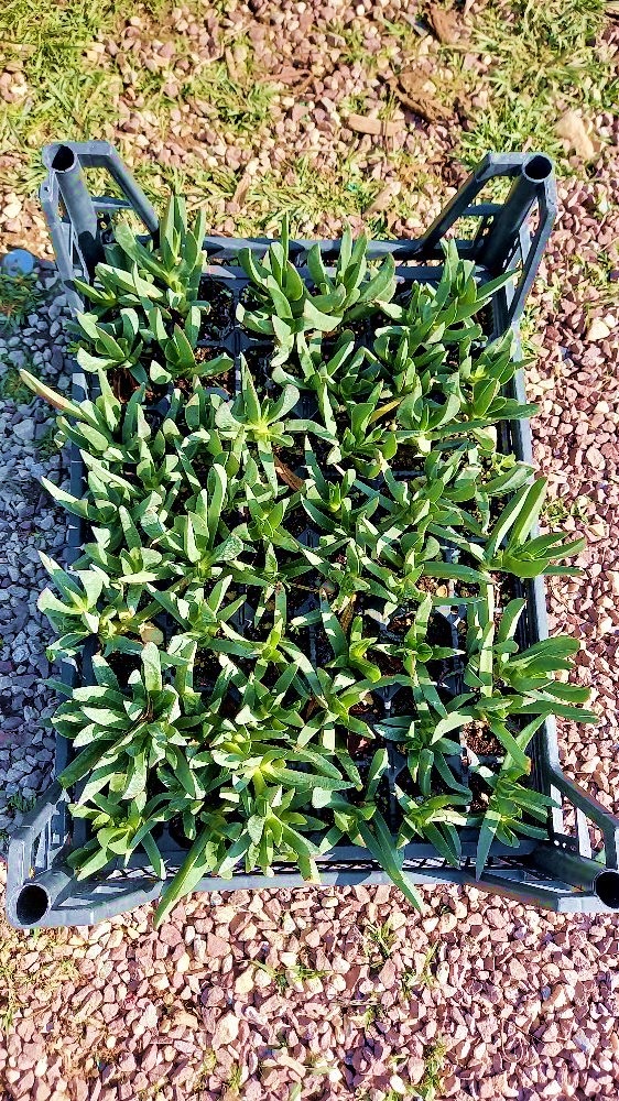 KAZ AYAĞI 25 ADET - YER ÖRTÜCÜ ve YAYILICI BİTKİ