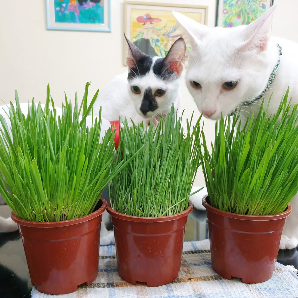 Kedi Çimi 12 cm'lik Saksıda 3 Adet