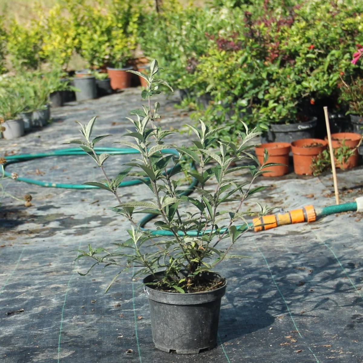 KELEBEK ÇALISI 10 ADET - ÇİÇEKLİ SÜS BİTKİSİ KELEBEK ÇALISI 10 ADET - ÇİÇEKLİ SÜS BİTKİSİ