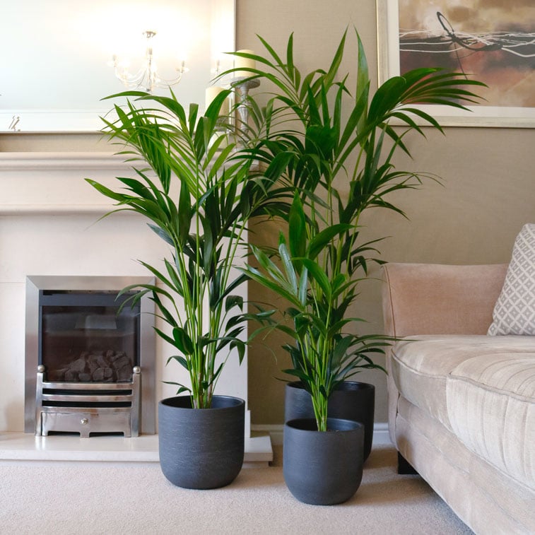 Kentya palmiyesi –  Kentia Palm 100-120 cm