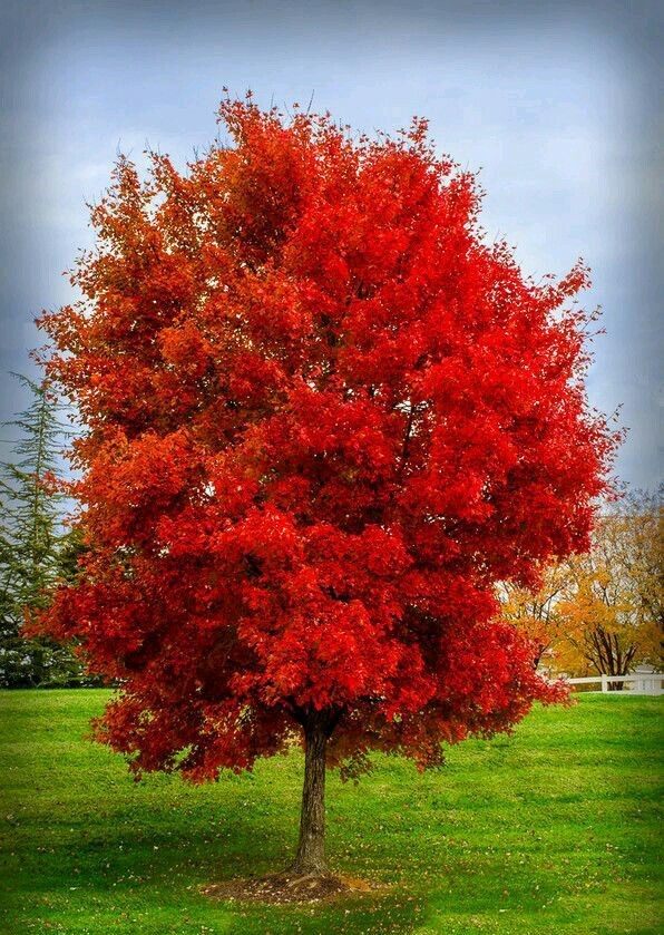 kirmizi-amerikan-mesesi-fidani-kizil-mese_2.jpg?v=1720077599