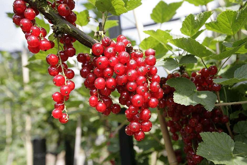 Kırmızı Frenk Üzümü Fidanı 3 Adet