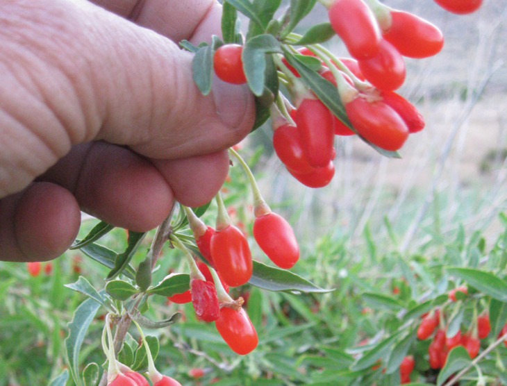 Kırmızı Goji Berry Fidanı 2-3 Yaş