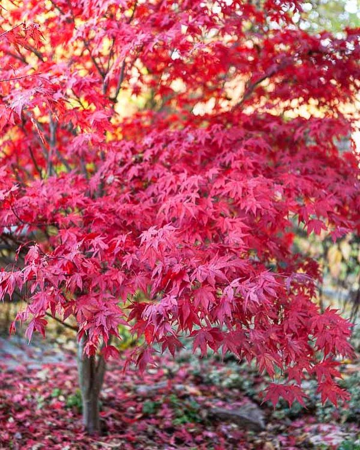 KIRMIZI JAPON AKÇAAĞACI ( Acer Palmatum) TOHUMU 10 ADET KIRMIZI JAPON AKÇAAĞACI ( Acer Palmatum) TOHUMU 10 ADET