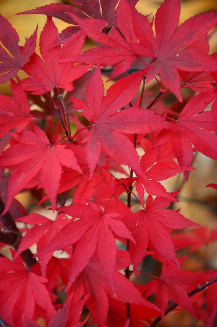 KIRMIZI JAPON AKÇAAĞACI ( Acer Palmatum) TOHUMU 10 ADET KIRMIZI JAPON AKÇAAĞACI ( Acer Palmatum) TOHUMU 10 ADET
