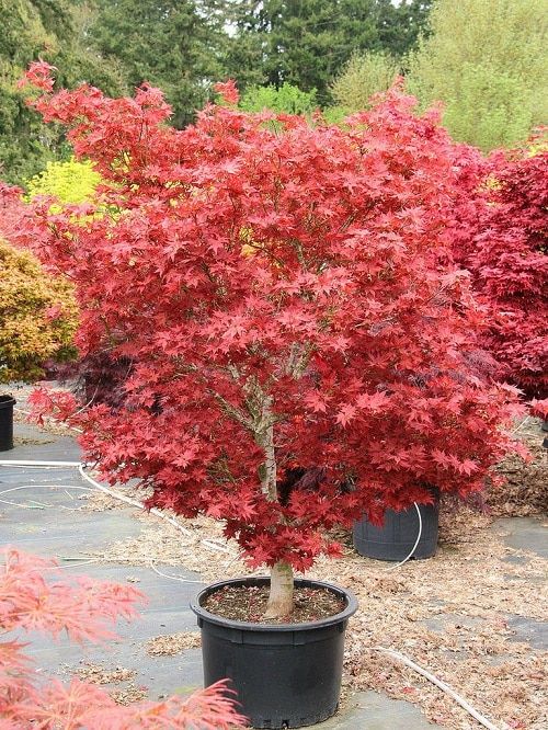 KIRMIZI JAPON AKÇAAĞACI ( Acer Palmatum) TOHUMU 20 ADET KIRMIZI JAPON AKÇAAĞACI ( Acer Palmatum) TOHUMU 20 ADET