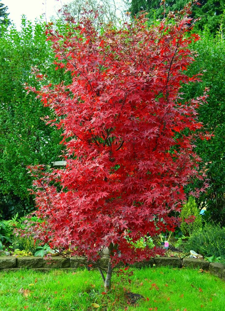 KIRMIZI JAPON AKÇAAĞACI ( Acer Palmatum) TOHUMU 50 ADET KIRMIZI JAPON AKÇAAĞACI ( Acer Palmatum) TOHUMU 50 ADET