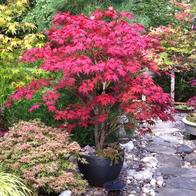 KIRMIZI JAPON AKÇAAĞACI ( Acer Palmatum) TOHUMU 50 ADET KIRMIZI JAPON AKÇAAĞACI ( Acer Palmatum) TOHUMU 50 ADET