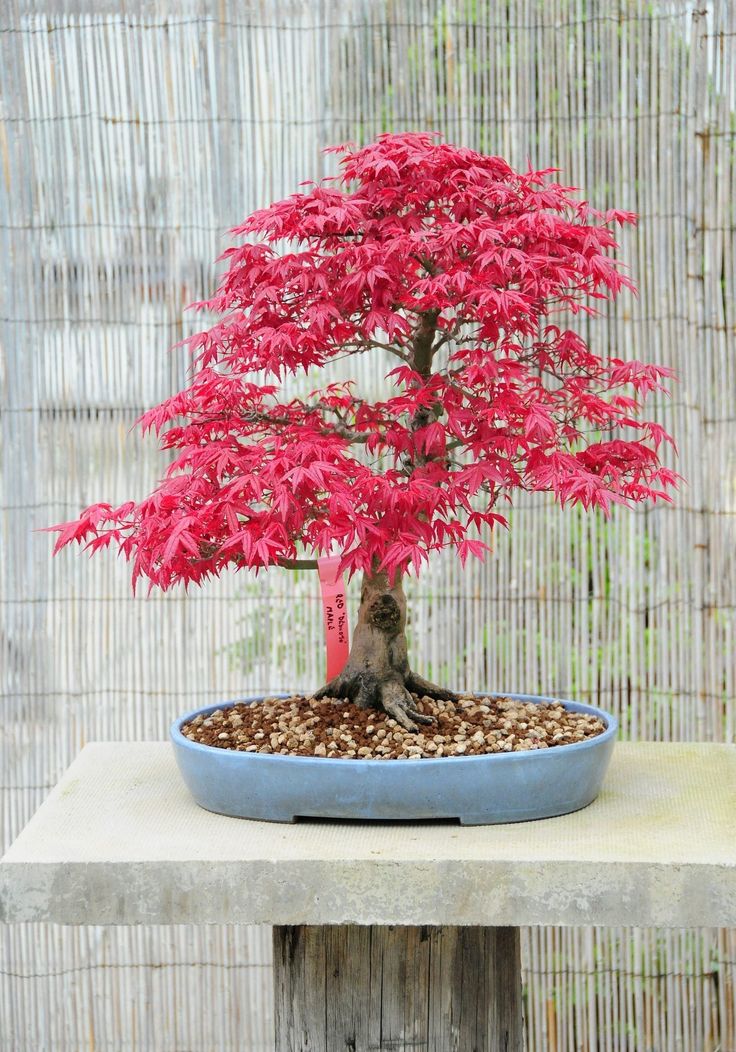 KIRMIZI JAPON AKÇAAĞACI TOHUMU 10 ADET ( Acer Palmatum ) KIRMIZI JAPON AKÇAAĞACI TOHUMU 10 ADET ( Acer Palmatum )