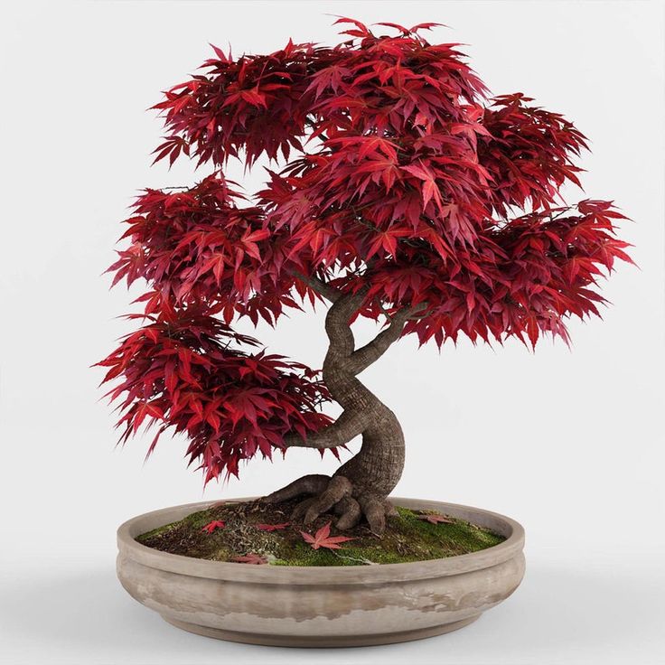 KIRMIZI JAPON AKÇAAĞACI TOHUMU 20 ADET ( Acer Palmatum ) KIRMIZI JAPON AKÇAAĞACI TOHUMU 20 ADET ( Acer Palmatum )