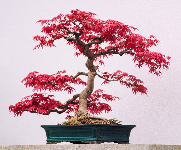KIRMIZI JAPON AKÇAAĞACI TOHUMU 50 ADET ( Acer Palmatum ) KIRMIZI JAPON AKÇAAĞACI TOHUMU 50 ADET ( Acer Palmatum )