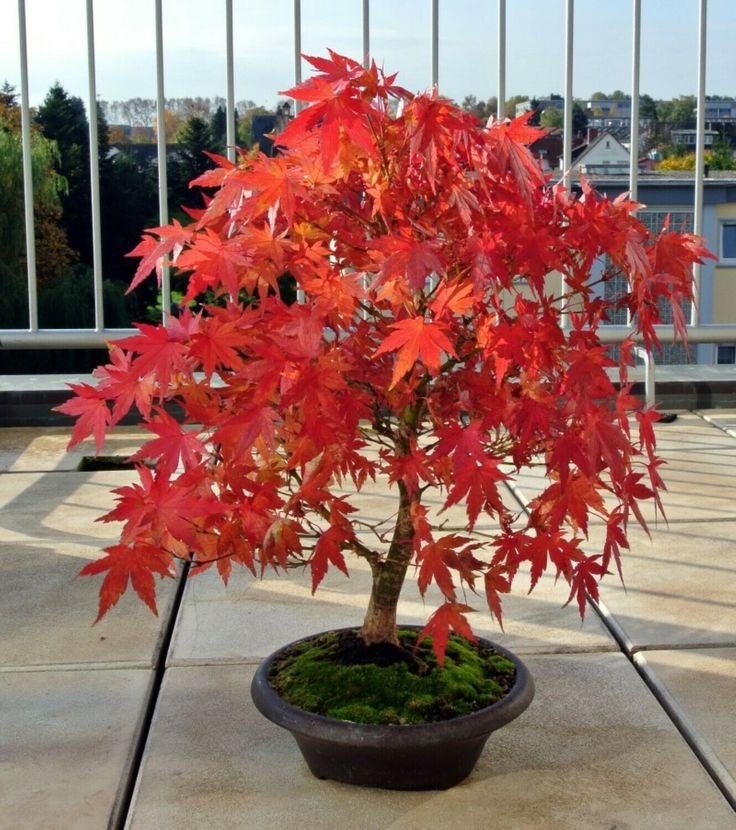 KIRMIZI JAPON AKÇAAĞACI TOHUMU 50 ADET ( Acer Palmatum ) KIRMIZI JAPON AKÇAAĞACI TOHUMU 50 ADET ( Acer Palmatum )