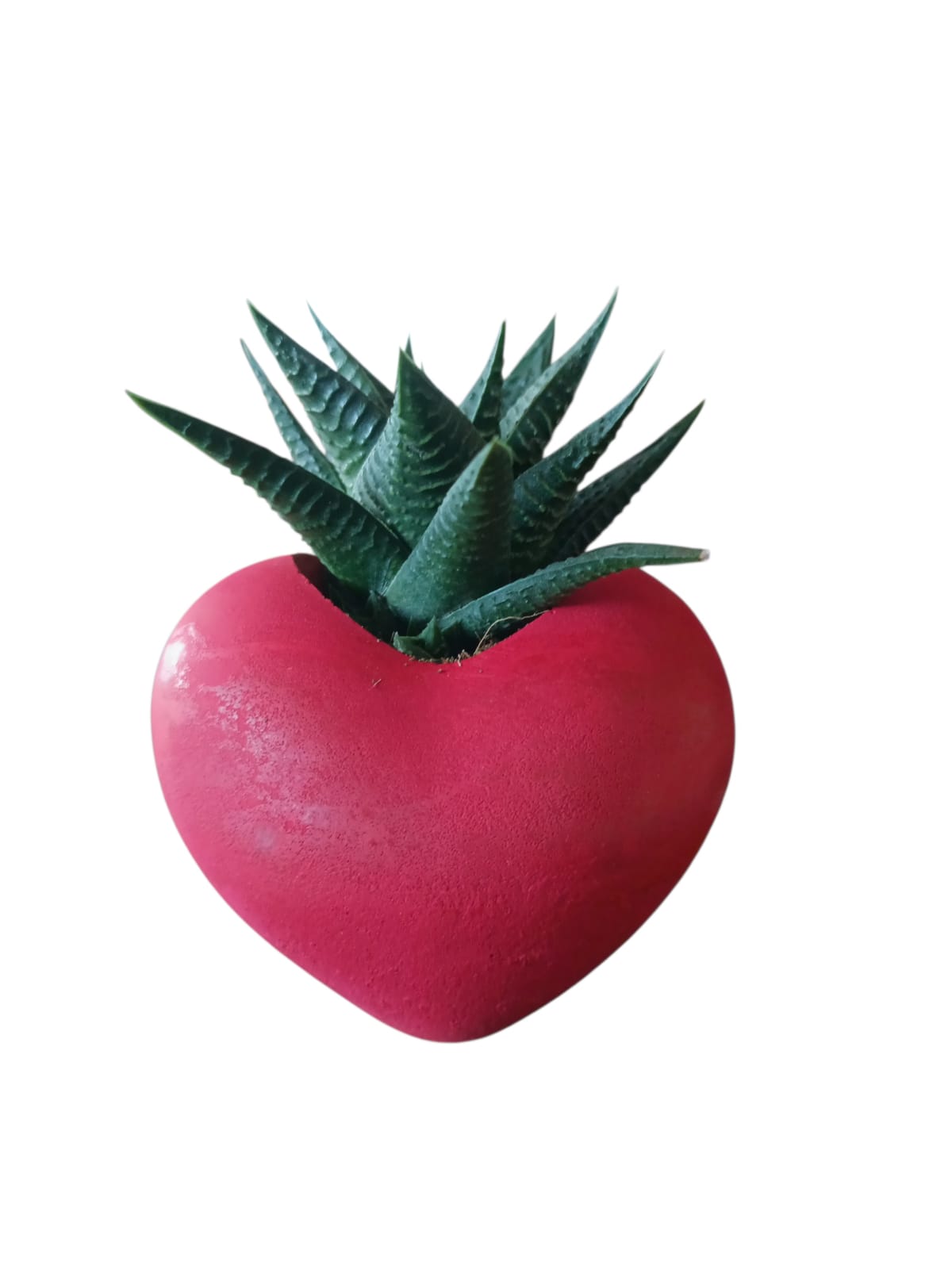 KIRMIZI KALP SAKSIDA SUKULENT – ROMANTİK CANLI HEDİYE KIRMIZI KALP SAKSIDA SUKULENT – ROMANTİK CANLI HEDİYE
