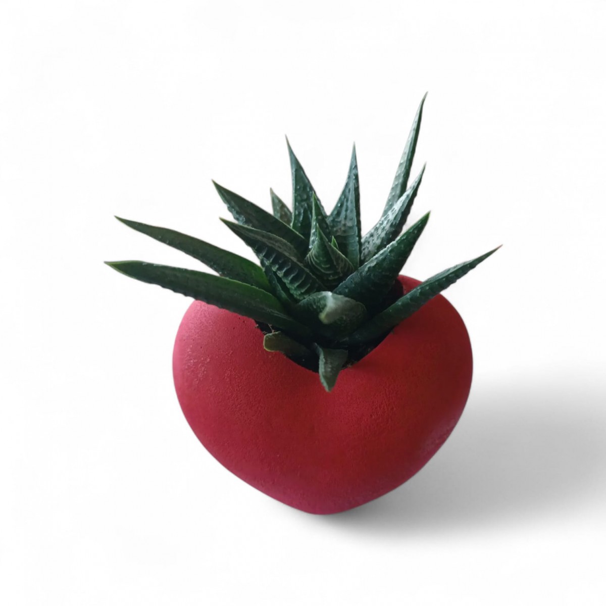 KIRMIZI KALP SAKSIDA SUKULENT – ROMANTİK CANLI HEDİYE KIRMIZI KALP SAKSIDA SUKULENT – ROMANTİK CANLI HEDİYE