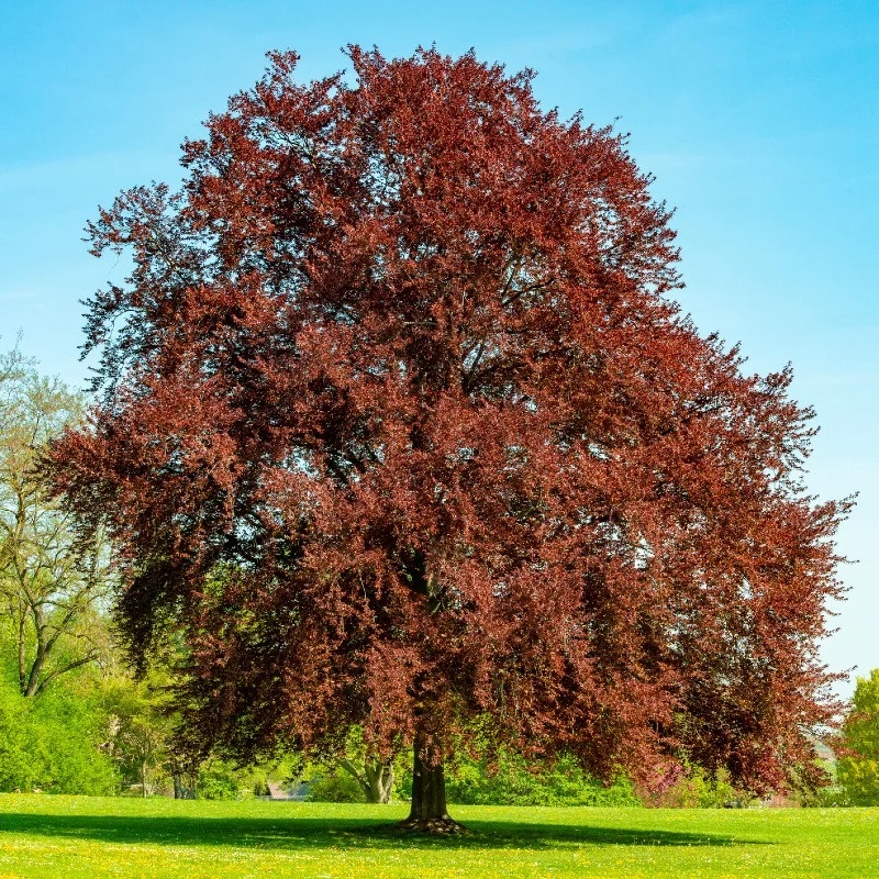 KIRMIZI KAYIN FİDANI 3 ADET - Fagus Sylvatica Atropurpurea