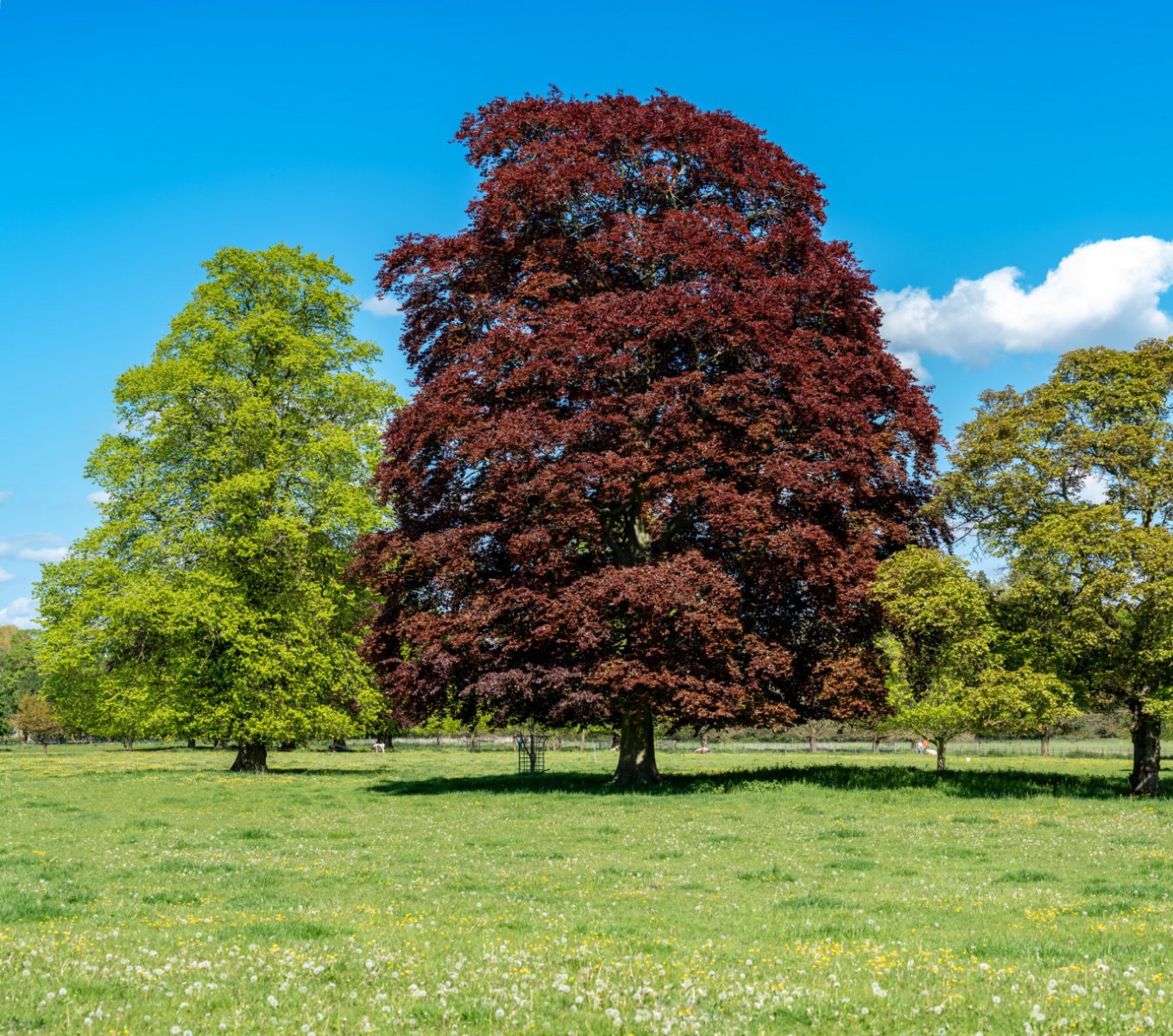 KIRMIZI KAYIN FİDANI 3 ADET - Fagus Sylvatica Atropurpurea