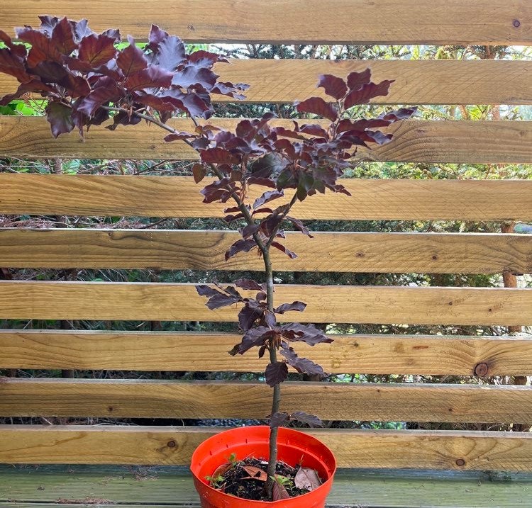 KIRMIZI KAYIN FİDANI 3 ADET - Fagus Sylvatica Atropurpurea
