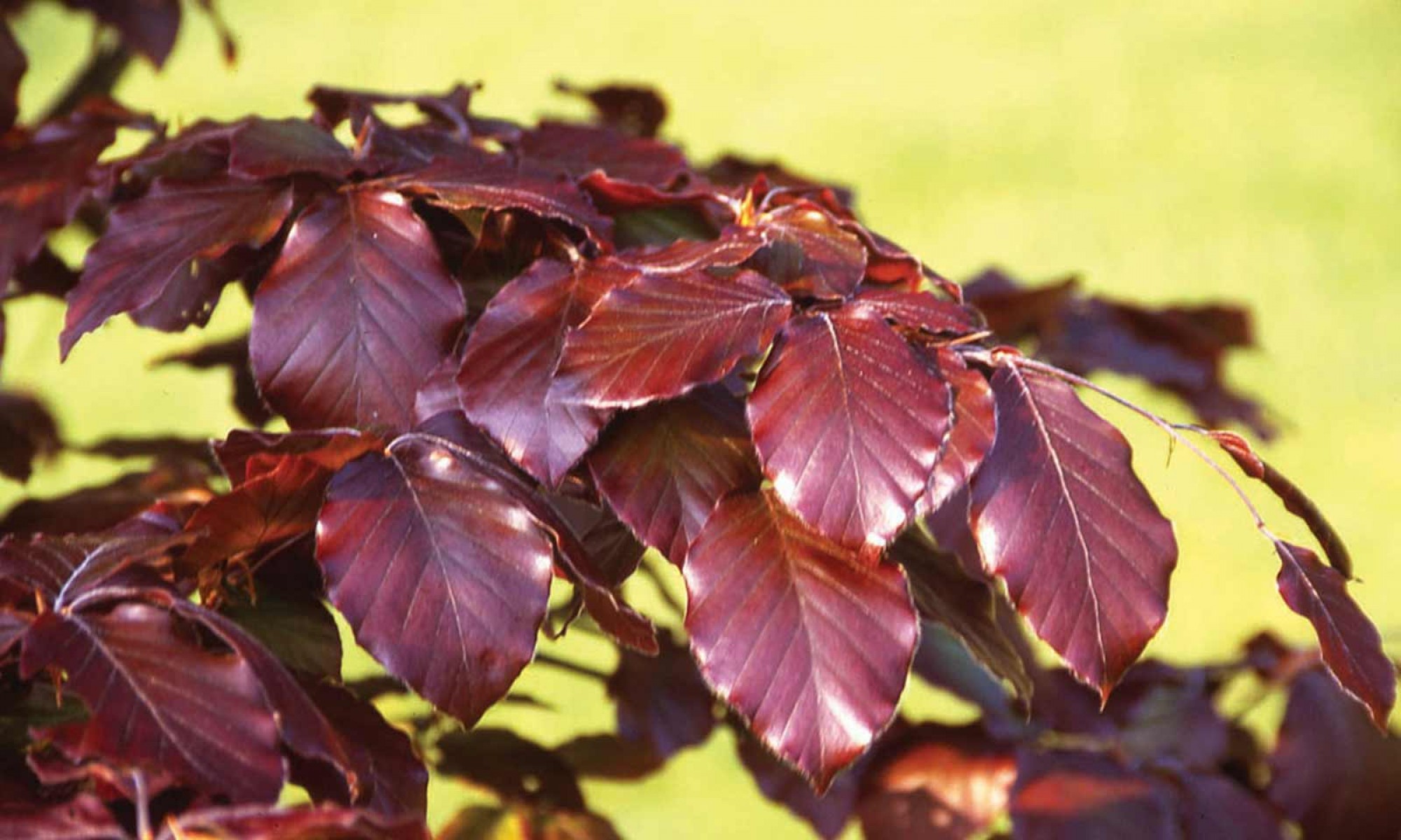 KIRMIZI KAYIN FİDANI 3 ADET - Fagus Sylvatica Atropurpurea