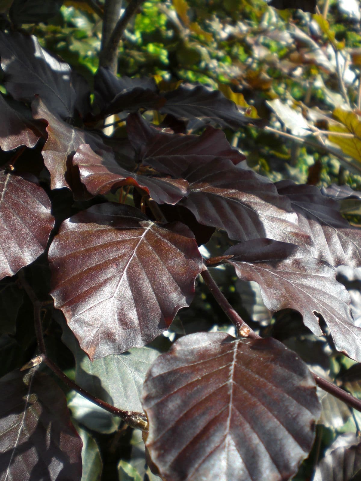 KIRMIZI KAYIN FİDANI 5 ADET - Fagus Sylvatica Atropurpurea