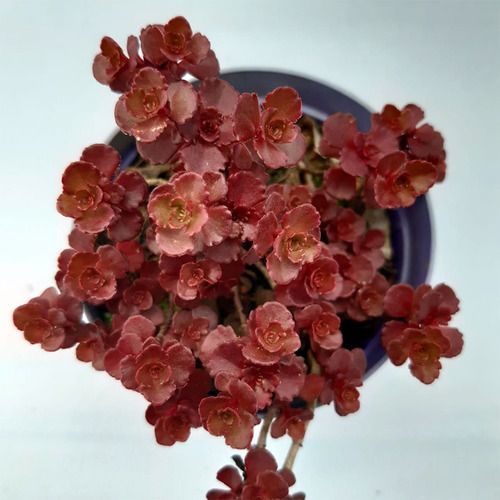 KIRMIZI SEDUM 15 ADET - YER ÖRTÜCÜ ÇOK YILLIK BİTKİ KIRMIZI SEDUM 15 ADET - YER ÖRTÜCÜ ÇOK YILLIK BİTKİ