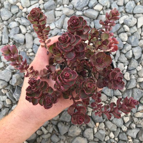 KIRMIZI SEDUM 15 ADET - YER ÖRTÜCÜ ÇOK YILLIK BİTKİ KIRMIZI SEDUM 15 ADET - YER ÖRTÜCÜ ÇOK YILLIK BİTKİ