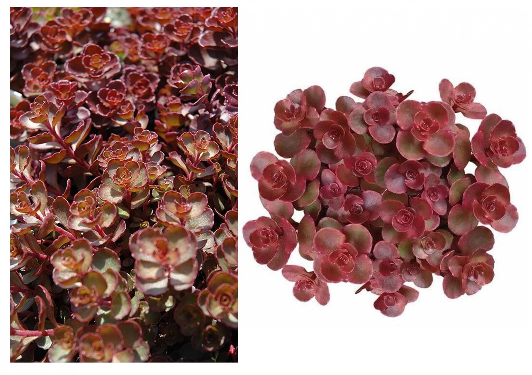 KIRMIZI SEDUM 5 ADET - YER ÖRTÜCÜ ÇOK YILLIK BİTKİ KIRMIZI SEDUM 5 ADET - YER ÖRTÜCÜ ÇOK YILLIK BİTKİ