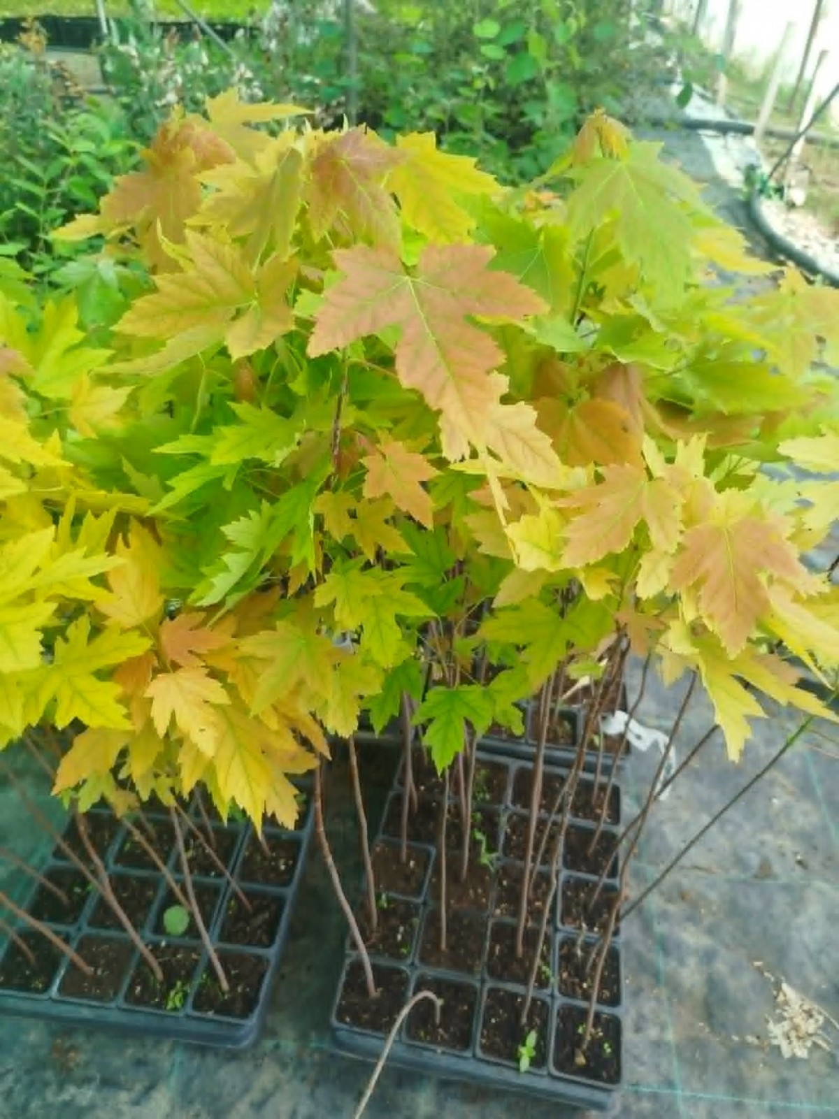 KIRMIZI ŞEKER AKÇAAĞACI FİDANI - Acer Saccharum