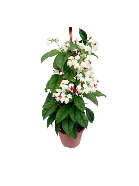 Kızılay Çiçeği – Cleroendrum Thomsoniae