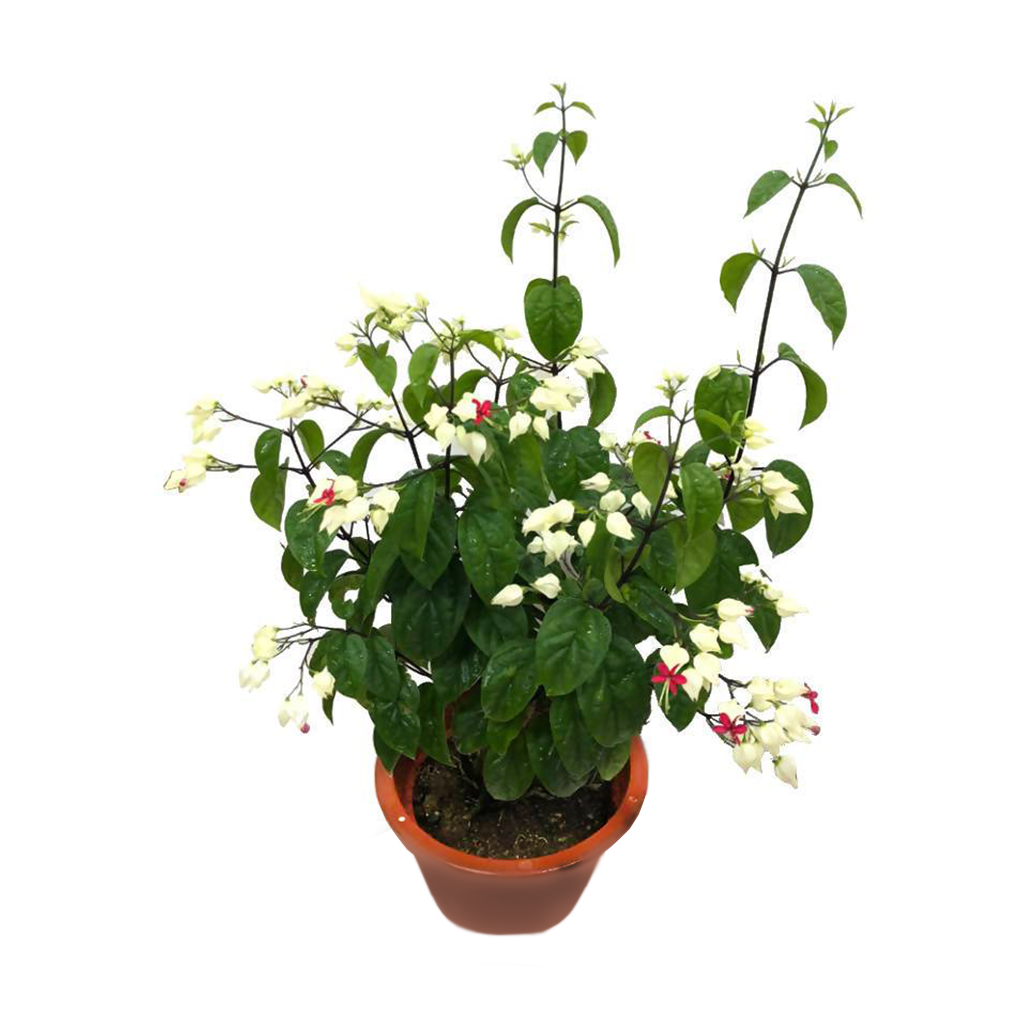 Kızılay Çiçeği – Cleroendrum Thomsoniae