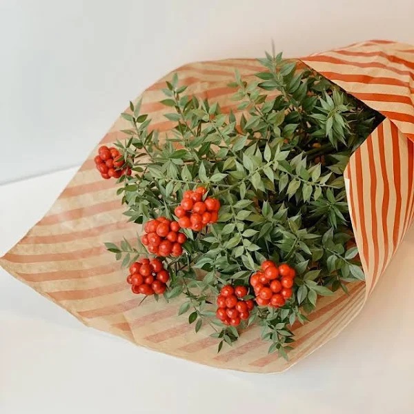 KOKİNA YILBAŞI ÇİÇEĞİ - HEDİYELİK 6 DAL (DEMET) KOKİNA YILBAŞI ÇİÇEĞİ - HEDİYELİK 6 DAL (DEMET)