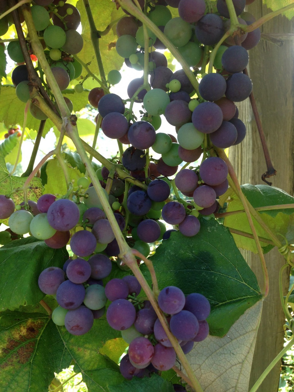 Kokulu Laz Üzümü (İzabella) Fidanı 2 Yaş Tüplü