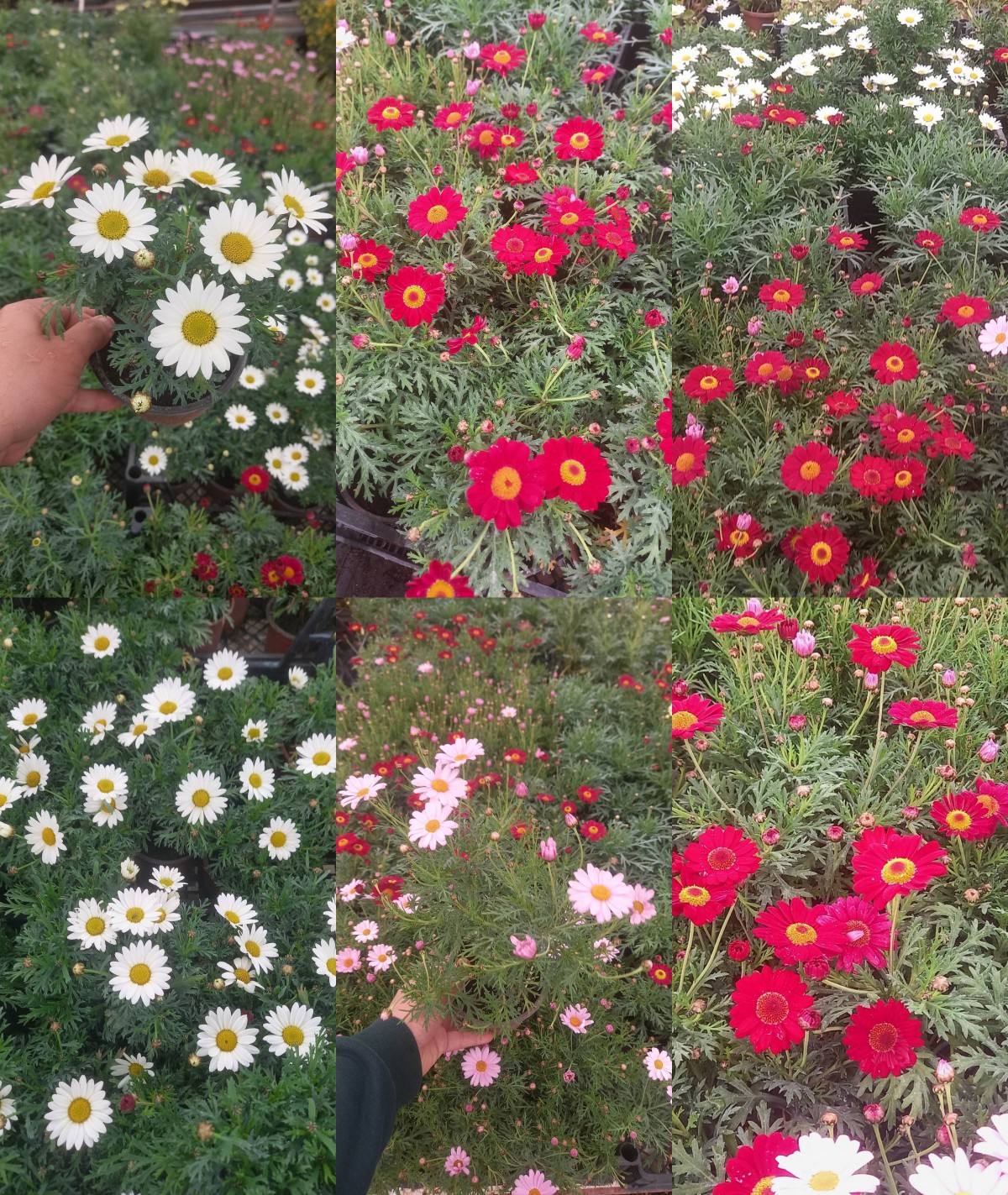 KRALİÇE PAPATYASI 10 ADET - KARIŞIK RENK ve SAKSILI KRALİÇE PAPATYASI 10 ADET - KARIŞIK RENK ve SAKSILI