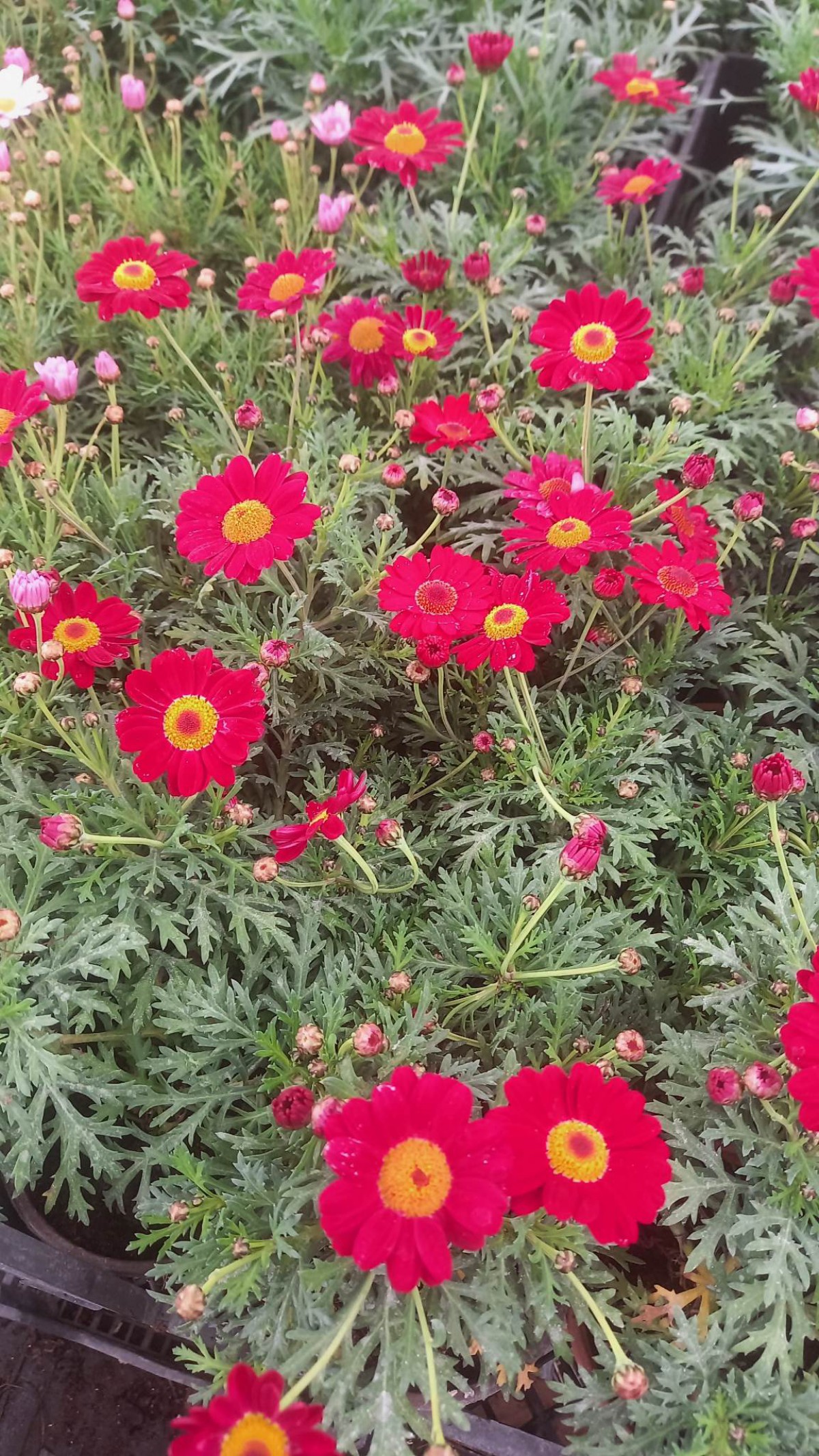 KRALİÇE PAPATYASI 10 ADET - KARIŞIK RENK ve SAKSILI KRALİÇE PAPATYASI 10 ADET - KARIŞIK RENK ve SAKSILI