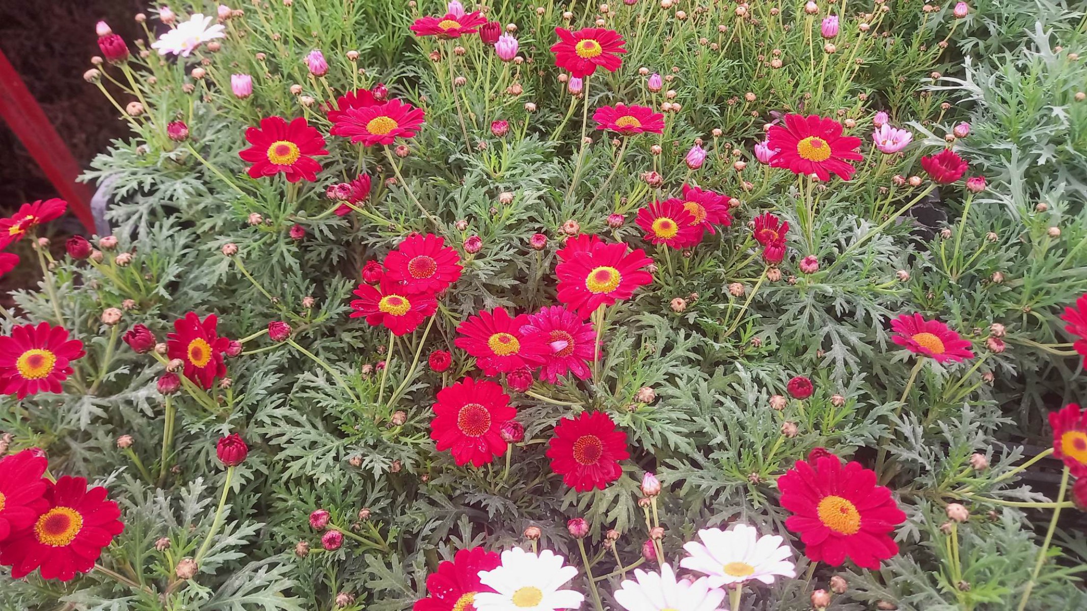 KRALİÇE PAPATYASI 3 ADET - KARIŞIK RENK ve SAKSILI KRALİÇE PAPATYASI 3 ADET - KARIŞIK RENK ve SAKSILI