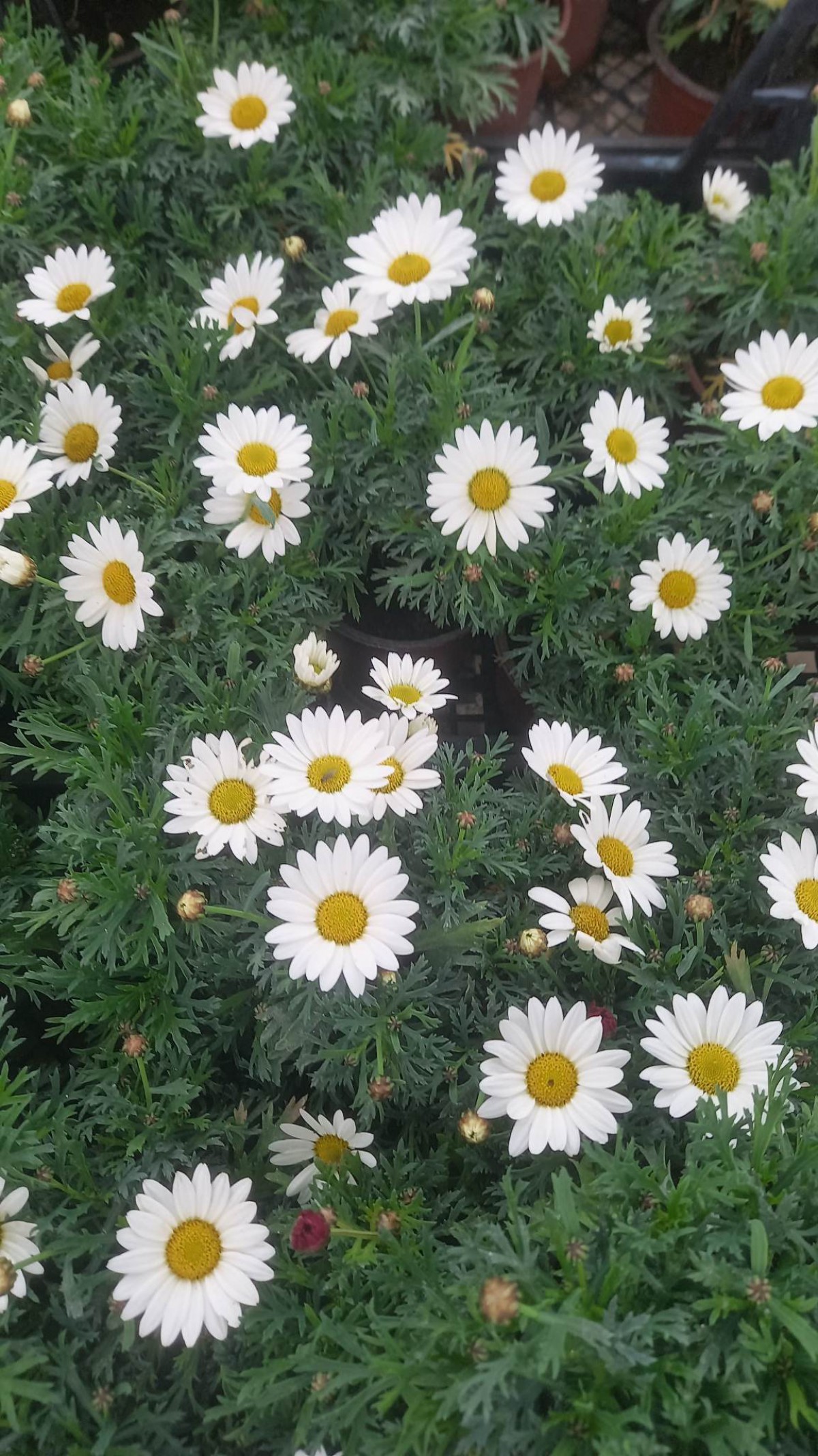 KRALİÇE PAPATYASI 3 ADET - KARIŞIK RENK ve SAKSILI