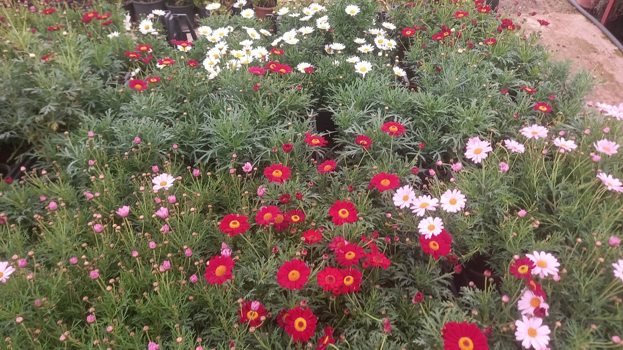 KRALİÇE PAPATYASI 3 ADET - KARIŞIK RENK ve SAKSILI KRALİÇE PAPATYASI 3 ADET - KARIŞIK RENK ve SAKSILI