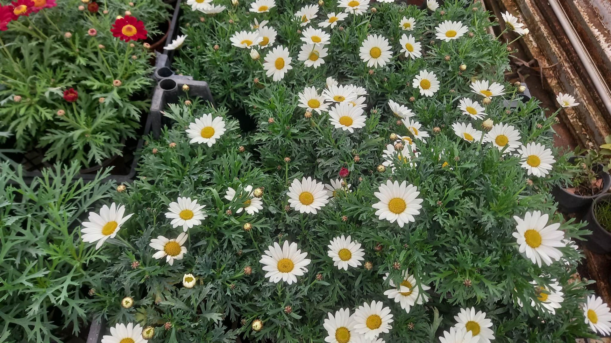 KRALİÇE PAPATYASI 3 ADET - KARIŞIK RENK ve SAKSILI KRALİÇE PAPATYASI 3 ADET - KARIŞIK RENK ve SAKSILI