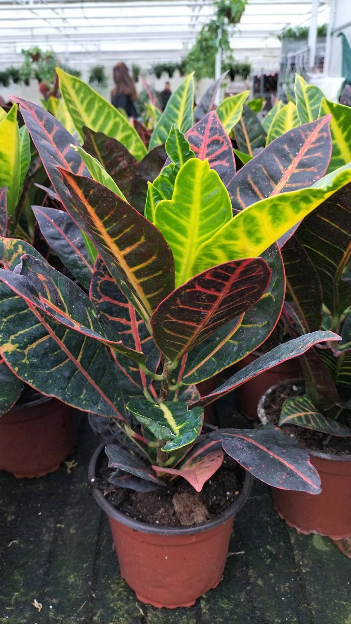 Kraton (Croton Petra) 20 - 30 cm