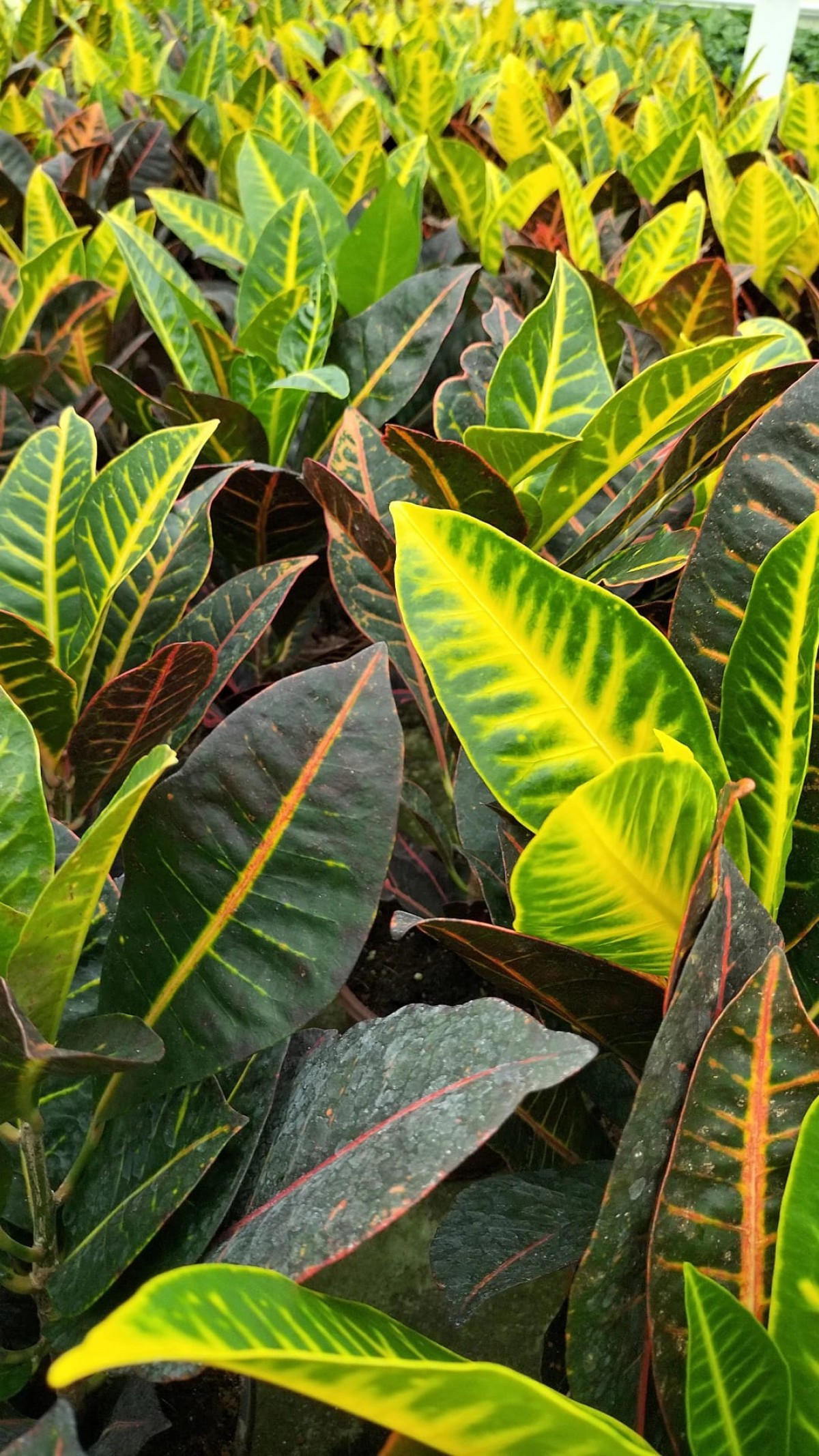 Kraton (Croton Petra) 20 - 30 cm