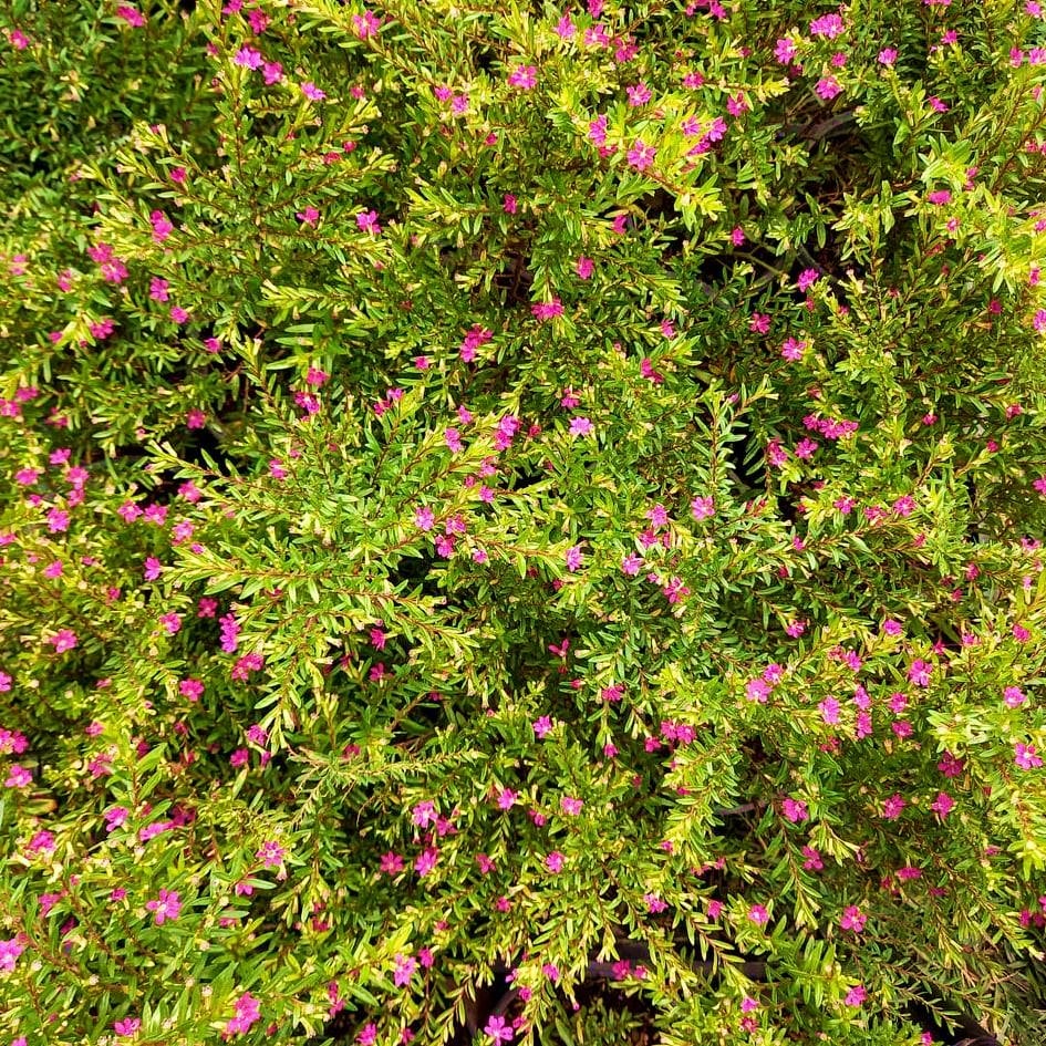 KUFEYA CENNET ÇİÇEĞİ 10 ADET ( PEMBE )