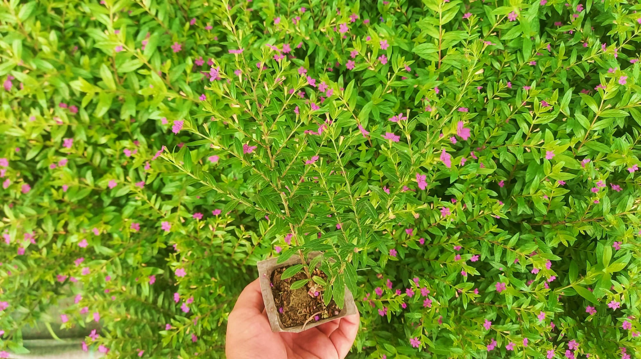 KUFEYA CENNET ÇİÇEĞİ 10 ADET KUFEYA CENNET ÇİÇEĞİ 10 ADET